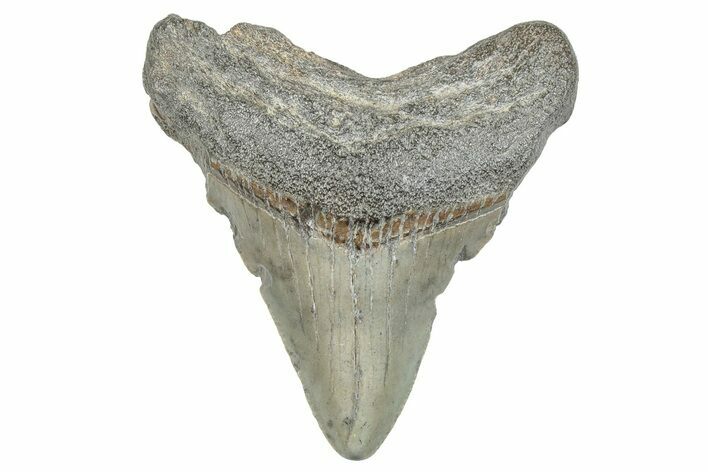 Juvenile Megalodon Tooth - South Carolina #286581